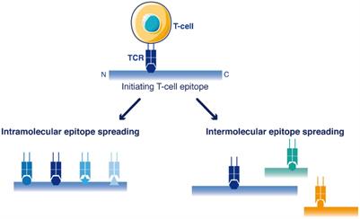 Activated B-Cells enhance epitope spreading to support successful cancer immunotherapy